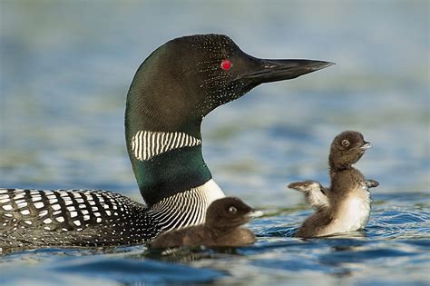 waterbirds in the us